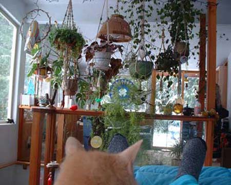 Plants Feet Cat