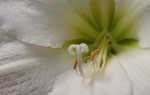 Amaryllis White