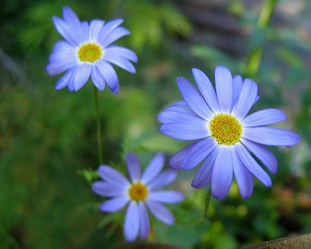Blue Yellow Trio