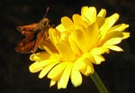 Butterfly Brown On Yellow